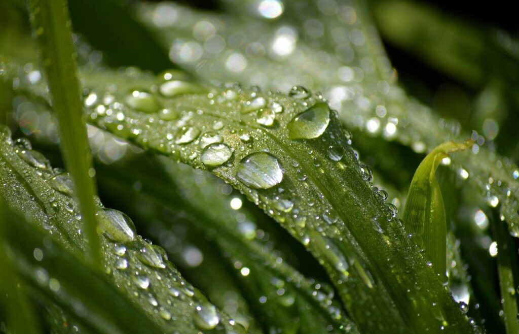 Neelam279 Raindrop 10190084 1280 1024x658